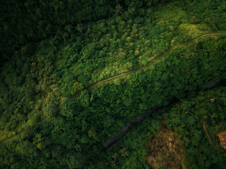 Aerial view of artist trail in Ubud, Baliの写真素材