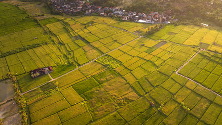 Rice Terrace, Ubud, Bali, Indonesia. Top viewの写真素材