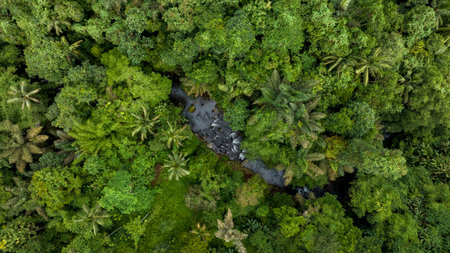River in tropical green rainforest, 4K Aerial drone top view shotの写真素材