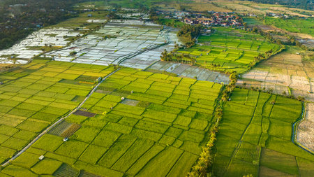 Rice Terrace, Ubud, Bali, Indonesia. Top viewの写真素材