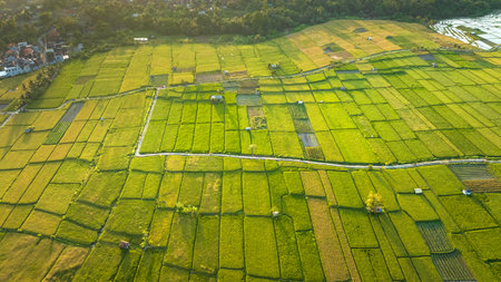 Rice Terrace, Ubud, Bali, Indonesia. Top viewの写真素材