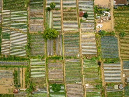 Vegetable plantations in the Bedugul area of Bali, Indonesia. Near Beratan Lakeの写真素材
