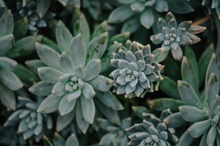 Close up background tropical green leaves texture. Tropical leaf nature concept.の写真素材