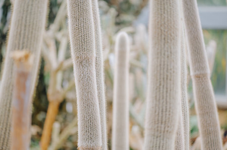 Cactus plant leaves pattern. Natural background. Green leaf textureの写真素材