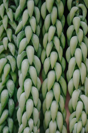 Close up background tropical green leaves texture. Tropical leaf nature concept.の写真素材