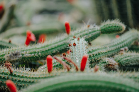 Cactus plant leaves pattern. Natural background. Green leaf textureの写真素材