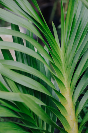 Close up background tropical green leaves texture. Tropical leaf nature concept.の写真素材