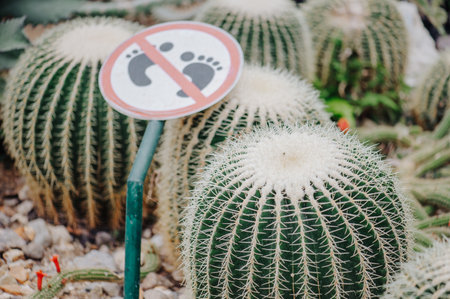 Cactus plant leaves pattern. Natural background. Green leaf textureの写真素材
