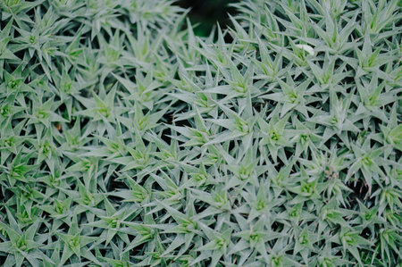 Close up background tropical green leaves texture. Tropical leaf nature concept.の写真素材