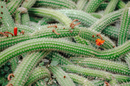 Cactus plant leaves pattern. Natural background. Green leaf textureの写真素材