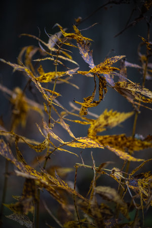 Autumn forest plants with soft focus and watercolor bokeh. Bright reddish leaves in the forestの写真素材