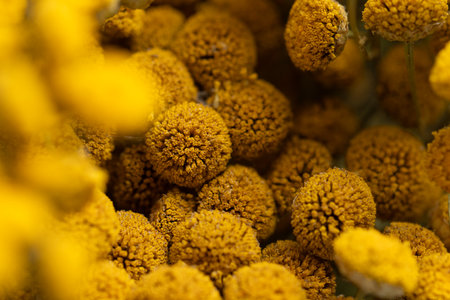 Dried tansy flowers macro close-up in natural lightの写真素材