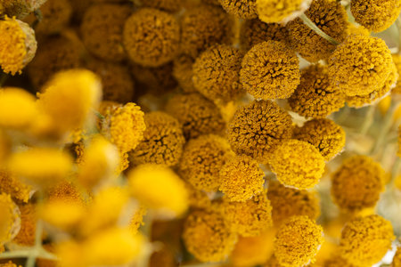 Dried tansy flowers macro close-up in natural lightの写真素材