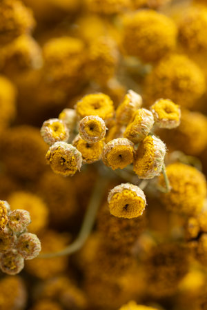 Dried tansy flowers macro close-up in natural lightの写真素材