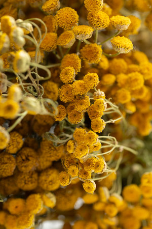 Dried tansy flowers macro close-up in natural lightの写真素材