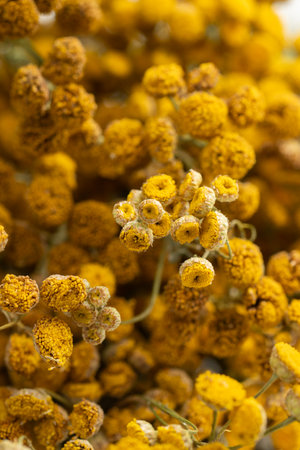 Dried tansy flowers macro close-up in natural lightの写真素材