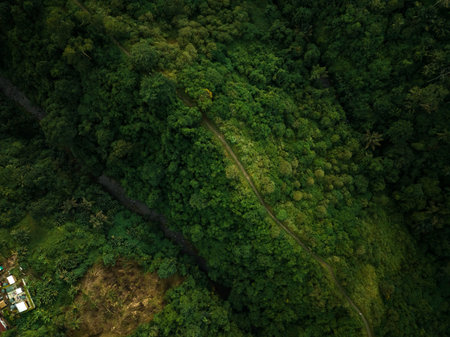 Aerial view of artist trail in Ubud, Baliの写真素材