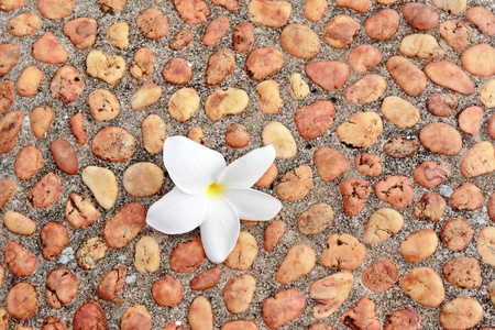 Spa flowerの写真素材