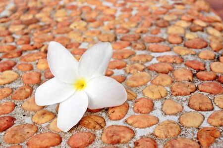 Spa flowerの写真素材