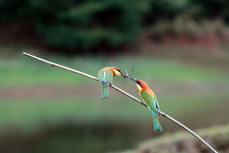 chestnut-headed Bee-eater Bird