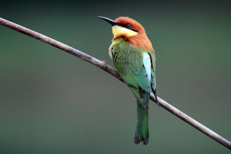 Chestnut-headed Bee-eater Birdの写真素材