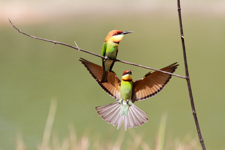 Chestnut-headed Bee-eater Birdの写真素材