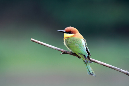 Chestnut-headed Bee-eater Birdの写真素材