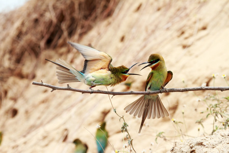 Blue-tailed Bee-eater Birds in Thailandの写真素材