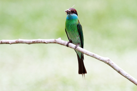 Blue-throated Bee-eater Bird in Thailandの写真素材