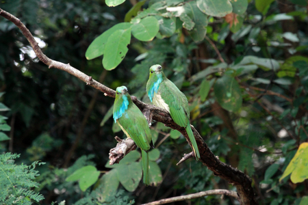 Blue-bearded Bee-eater Bird in Thailandの写真素材