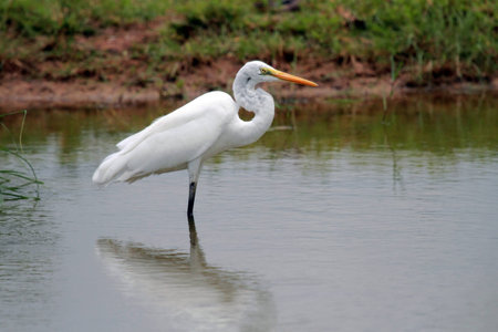 Great Egret Bird in Thailand