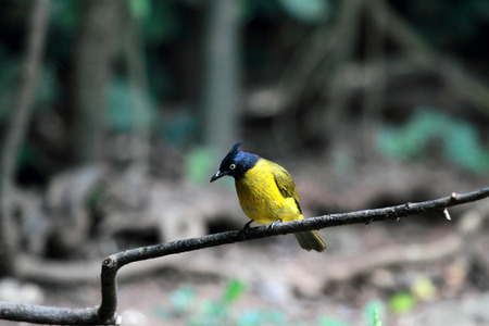 Black-crested Bulbul Bird in Thailandの写真素材