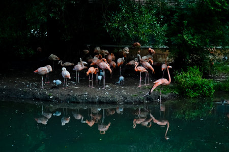 Flamingos in a pond at the zoo in Tiergarten Nuremberg.の写真素材