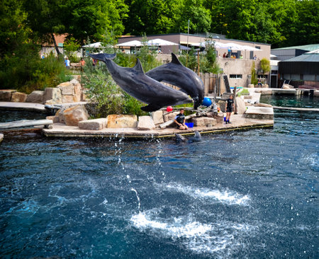 Dolphin Show at Seaworldの写真素材