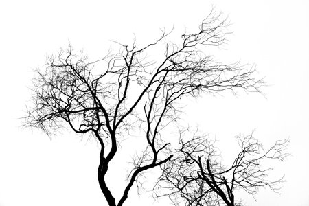 Tree silhouette isolated over white background