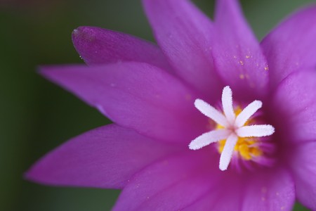 Cactus flower fragment macro shot (shallow depth of field)の写真素材