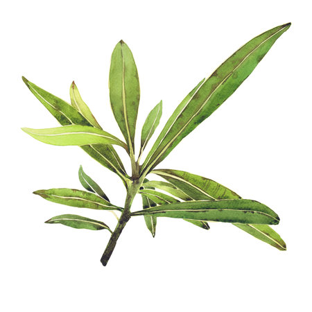 Watercolor illustration of Oleander. Set with flowers and leaves. Hand-drawn isolated clip art on a white background. Bright watercolor for holiday cards, wedding invitations, textiles, print designの写真素材