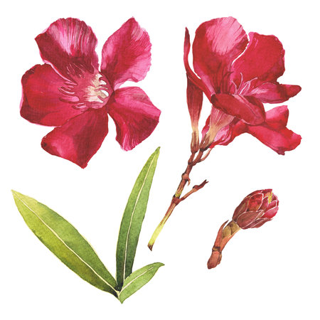 Watercolor illustration of Oleander. Set with flowers and leaves. Hand-drawn isolated clip art on a white background. Bright watercolor for holiday cards, wedding invitations, textiles, print designの写真素材