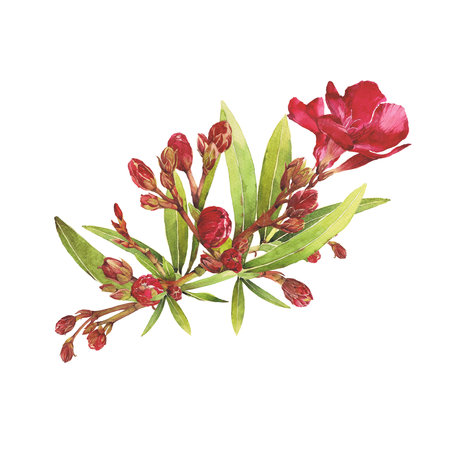 Watercolor illustration of Oleander. Set with flowers and leaves. Hand-drawn isolated clip art on a white background. Bright watercolor for holiday cards, wedding invitations, textiles, print designの写真素材