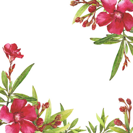 Watercolor illustration of Oleander. Set with flowers and leaves. Hand-drawn isolated clip art on a white background. Bright watercolor for holiday cards, wedding invitations, textiles, print designの写真素材
