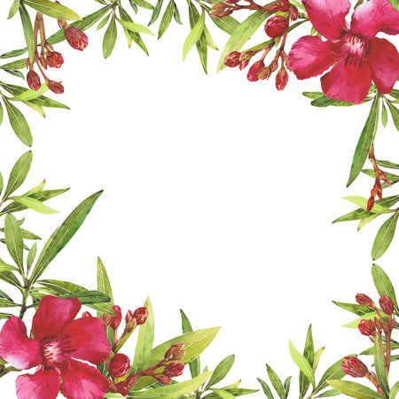 Watercolor illustration of Oleander. Set with flowers and leaves. Hand-drawn isolated clip art on a white background. Bright watercolor for holiday cards, wedding invitations, textiles, print designの写真素材