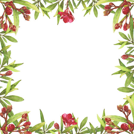 Watercolor illustration of Oleander. Set with flowers and leaves. Hand-drawn isolated clip art on a white background. Bright watercolor for holiday cards, wedding invitations, textiles, print designの写真素材