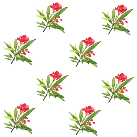 Watercolor illustration of Oleander. Set with flowers and leaves. Hand-drawn isolated clip art on a white background. Bright watercolor for holiday cards, wedding invitations, textiles, print designの写真素材