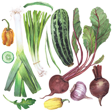 watercolor illustration of vegetables. Hand-drawn set from isolated clip art on a white background. Bright pictures of realistic vegetables for menus, signs, packaging, textiles, printed materialsの写真素材