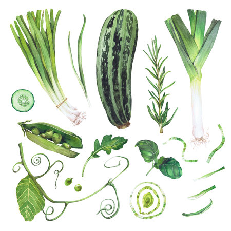 watercolor illustration of vegetables. Hand-drawn set from isolated clip art on a white background. Bright pictures of realistic vegetables for menus, signs, packaging, textiles, printed materialsの写真素材