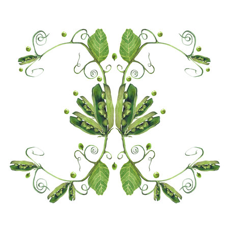 watercolor illustration of vegetables. Hand-drawn set from isolated clip art on a white background. Bright pictures of realistic vegetables for menus, signs, packaging, textiles, printed materialsの写真素材
