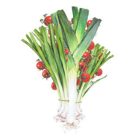watercolor illustration of vegetables. Hand-drawn set from isolated clip art on a white background. Bright pictures of realistic vegetables for menus, signs, packaging, textiles, printed materialsの写真素材