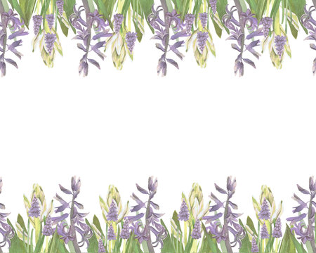 Seamless border of spring flowers watercolor illustration isolated on white. White and violet hyacinths hand drawn pastel tones for Easter cards, packaging and festive decorの写真素材