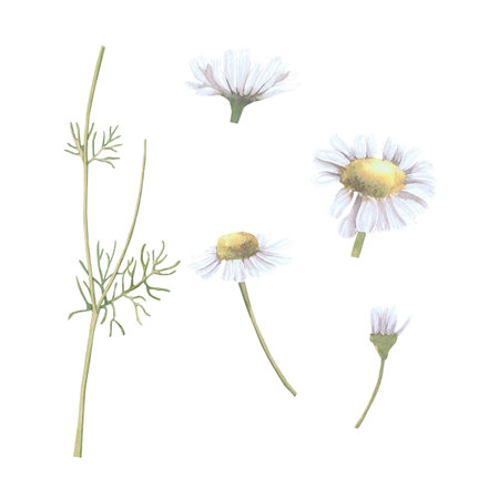 Watercolor illustration of chamomile. Set with flowers and leaves. Hand-drawn isolated clip art on a white background. Pastel watercolor for holiday cards, wedding invitations, textiles, print designの写真素材