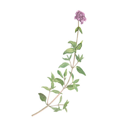 Watercolor illustration of thyme. Hand-drawn isolated clip-art on white background. Delicate realistic Medicinal images of herbs for packaging, textiles, printing, holiday cards, wedding, menuの写真素材